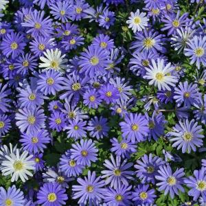Анемона Бланда Блю Шейдс (Anemone blanda Blue Shades), 25 шт (разбор 5/6) - картинка 2
