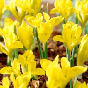 Ирис Данфорда (Iris danfordiae), 20 шт (разбор 6/7) - картинка 3