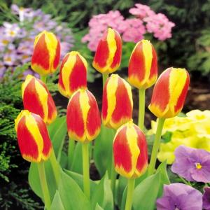 Тюльпан Стреза (Stresa), 10 шт (разбор 12/14) - картинка 3