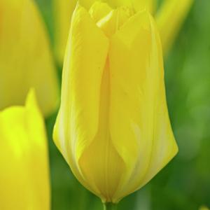 Тюльпан Кандела (Candela), 10 шт  (разбор 11/12) - картинка 2