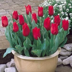 Тюльпан Оскар (Oscar), 10 шт (разбор 12/14) - картинка 1