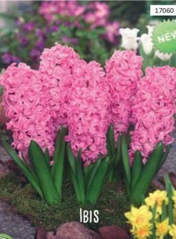 Гиацинт Ибис (Ibis), 5 шт (разбор 16/17) - картинка 2