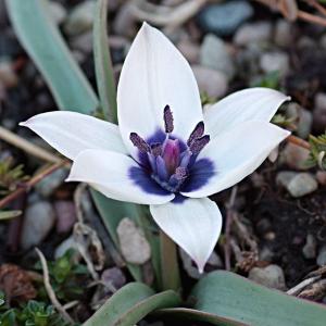Тюльпан хумилис Альба Коэрулея Окулата (humilis Alba Coerulea Oculata), 5 шт (разбор 6/7) - картинка 6