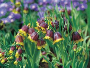 Рябчик Михайловского (Fritillaria michailovskyi), 10 шт (разбор 5/6) - картинка 3