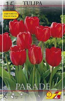 Тюльпан Парад (Parade), 15 шт (разбор 14/16!) - картинка 3