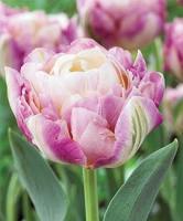 Тюльпан Свит Дезаэ (Sweet Desire), 10 шт (разбор 12/14)