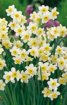 Нарцисс Минноу (Minnow), 20 шт - картинка 2