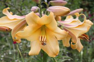 Лилия ОТ-гибрид Салтарелло (Saltarello), 3 шт (разбор 16/18!) - картинка 3