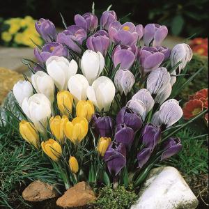 Крокус крупноцветковый смесь (Crocus vernus Mixed), 25 шт - картинка 1