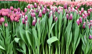 Тюльпан Сан Мартин (San Martin), 10 шт (разбор 12/14) - картинка 2