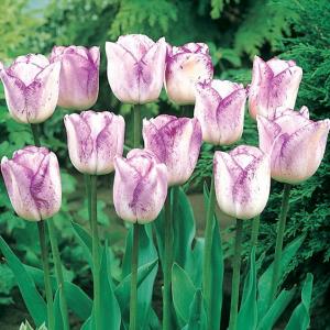 Тюльпан Ширли (Shirley), 10 шт (разбор 12/14) - картинка 2