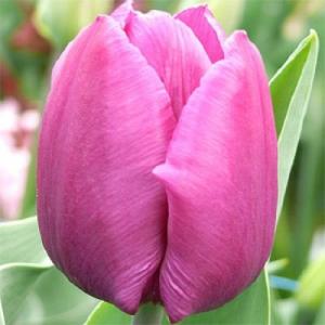 Тюльпан Пёпл Триумф (Purple Triumph), 25 шт - картинка 2