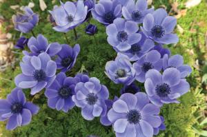 Анемона Де Каен Мистер Фоккер (Anemone de Caen Mr. Fokker), 20 шт (разбор 5/6) - картинка 2