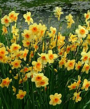 Нарцисс Кедрон (Kedron), 10 шт (разбор 10/12) - картинка 3