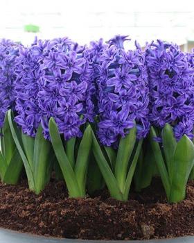 Гиацинт Роял Неви махровый (Royal Navy), 5 шт - картинка 1