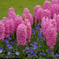 Гиацинт Ибис (Ibis), 5 шт (разбор 16/17)