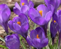 Крокус Флауер Рекорд (Flower Record), 5 шт (разбор 8/9)