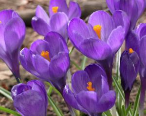 Крокус Флауер Рекорд (Flower Record), 5 шт (разбор 8/9) - картинка 2