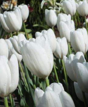 Тюльпан Хакуун (Hakuun), 10 шт (разбор 12/14) - картинка 4