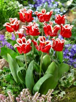 Тюльпан Элегант Кроун (Elegant Crown), 10 шт (разбор 11/12) - картинка 7