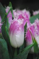 Тюльпан Овиедо (Oviedo), 10 шт (разбор 12/14)