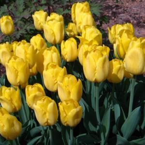 Тюльпан Голден Танго (Golden Tango), 10 шт (разбор 11/12) - картинка 1