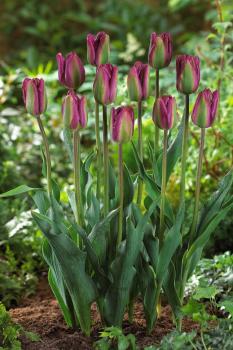 Тюльпан Найт Райдер (Night Rider), 10 шт  (разбор 12/14) - картинка 2