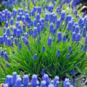 Мускари Арменикум (Muscari armeniacum), 25 шт (разбор 8/9) - картинка 1