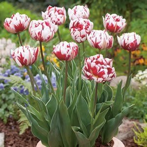 Тюльпан Карнавал де Найс (Carnaval de Nice), 10 шт (разбор 12/14) - картинка 2