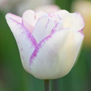 Тюльпан Ширли (Shirley), 10 шт (разбор 12/14) - картинка 3