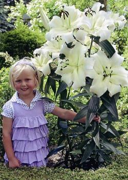 Лилия ОТ-гибрид Притти Вумен (Pretty Woman), 3 шт (разбор 16/18!) - картинка 4