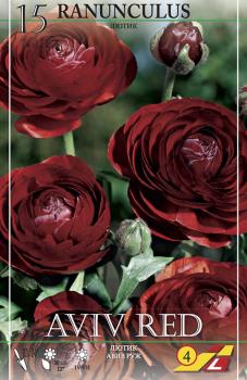 Ранункулюс Авив Руж (Ranunculus Aviv Rouge), 15 шт (разбор 7/8) - картинка 3