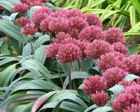 Аллиум Невскианум (Allium nevskianum), 3 шт (разбор 14/16)