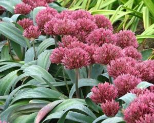 Аллиум Невскианум (Allium nevskianum), 3 шт (разбор 14/16) - картинка 1