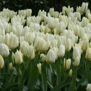 Тюльпан Пуриссима (Purissima), 10 шт (разбор 11/12) - картинка 2