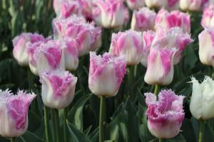 Тюльпан Овиедо (Oviedo), 10 шт (разбор 12/14) - картинка 3