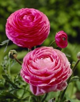 Ранункулюс Авив Роуз (Ranunculus Aviv Rose=Pink), 15 шт (разбор 7/8) - картинка 2