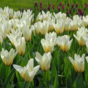 Тюльпан Концерто (Concerto), 10 шт (разбор 12/14) - картинка 4