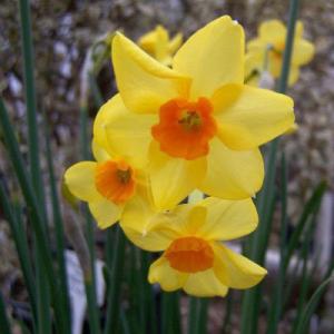 Нарцисс Скарлет Джем (Scarlet Gem), 5 шт (разбор 12/14) - картинка 3