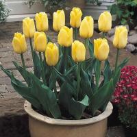 Тюльпан Йеллоу Триумф (Yellow Triumph), 25 шт