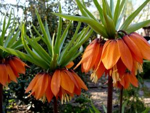 Рябчик императорский Аврора (Fritillaria imperialis Aurora), 1 шт (разбор 22/24) - картинка 2