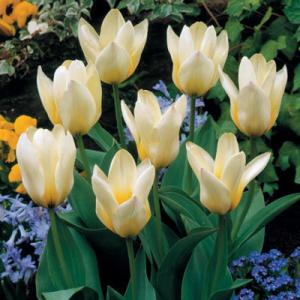 Тюльпан Концерто (Concerto), 10 шт (разбор 12/14) - картинка 1