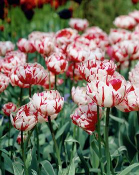 Тюльпан Карнавал де Найс (Carnaval de Nice), 10 шт (разбор 12/14) - картинка 4