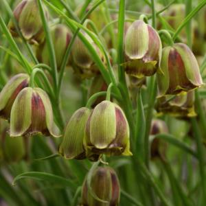 Рябчик Акмопетала (Fritillaria acmopetala), 5 шт (разбор 8/9) - картинка 1