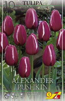 Тюльпан Александр Пушкин (Alexander Pushkin), 10 шт (разбор 12/14) - картинка 5