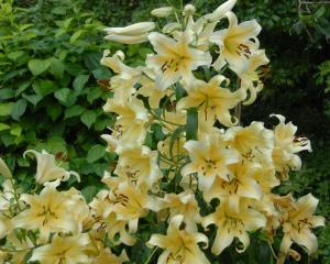 Лилия ОТ-гибрид Ханимун (Honeymoon), 3 шт (разбор 16/18!) - картинка 2