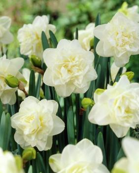 Нарцисс Обдам (Obdam), 5 шт (разбор 12/14) - картинка 3