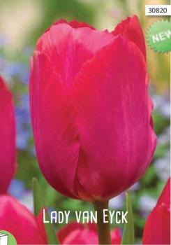 Тюльпан Леди Ван Эйк (Lady van Eijk), 10 шт (разбор 12/14) - картинка 2