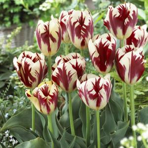 Тюльпан Гранд Перфекшн (Grand Perfection), 5 шт (разбор 11/12) - картинка 1