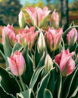 Тюльпан Чайна Таун (China Town), 10 шт (разбор 12/14)